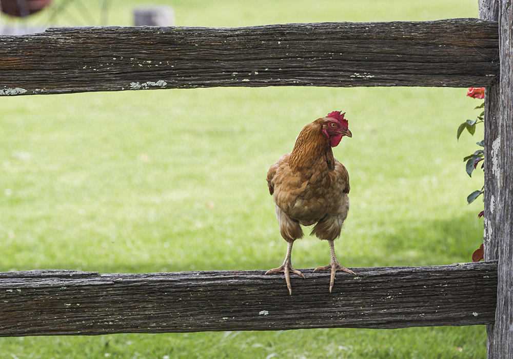 Old Schoolhouse Milton | Free Range Chooks