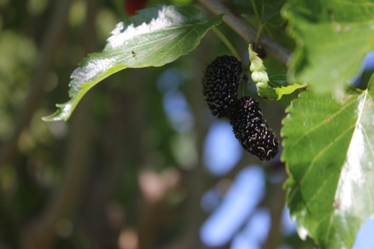 Accommodation Milton NSW